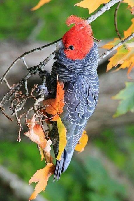 鹦形目·凤头鹦鹉科·红冠灰凤头鹦鹉属:红冠灰凤头