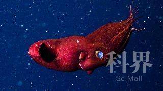 失而复得的化石揭示吸血鱿鱼的超能力来源