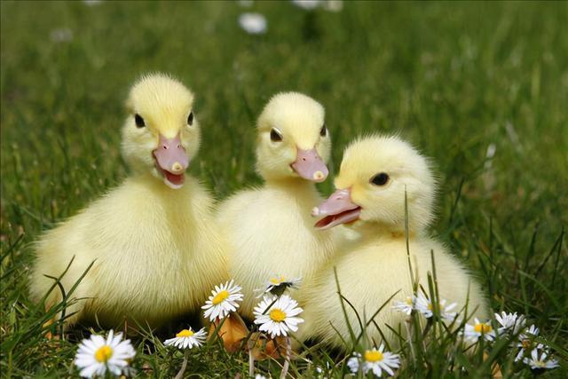 03秒就完成全过程交配速度最快的动物鸭子这就是效率