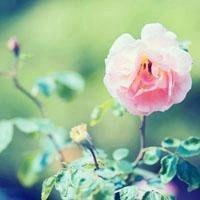 老人用的微信头像花【点击鼠标右键下载】