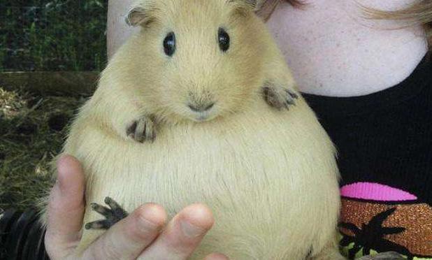 仓鼠没食欲以为病了,站起来后,看到身体下面的东西,眉