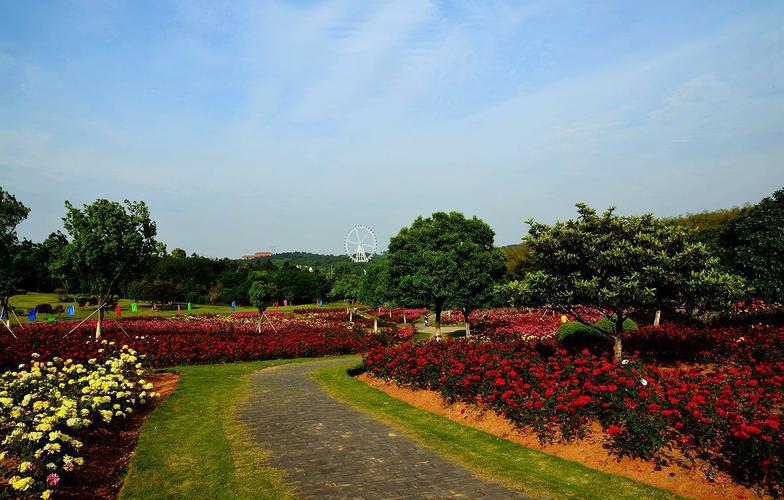 月季园观景