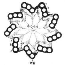 中心粒横切面示三联体及致密颗粒