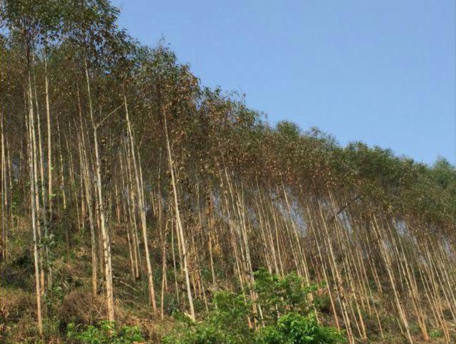 桉树有病怎么办?