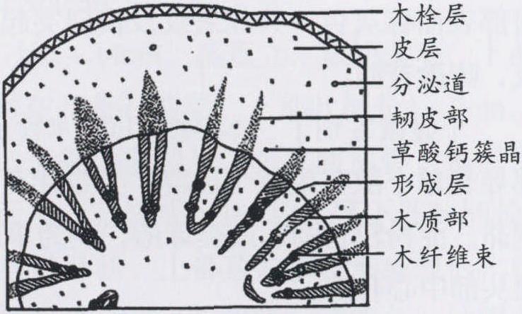 根茎横切面简图