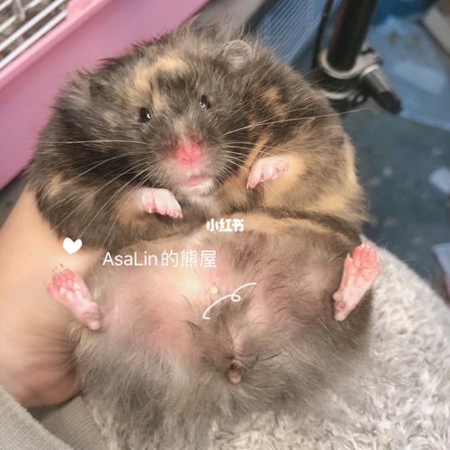 给你们更新一个黑黄玳瑁看看_金丝熊_宠物_宠物其他