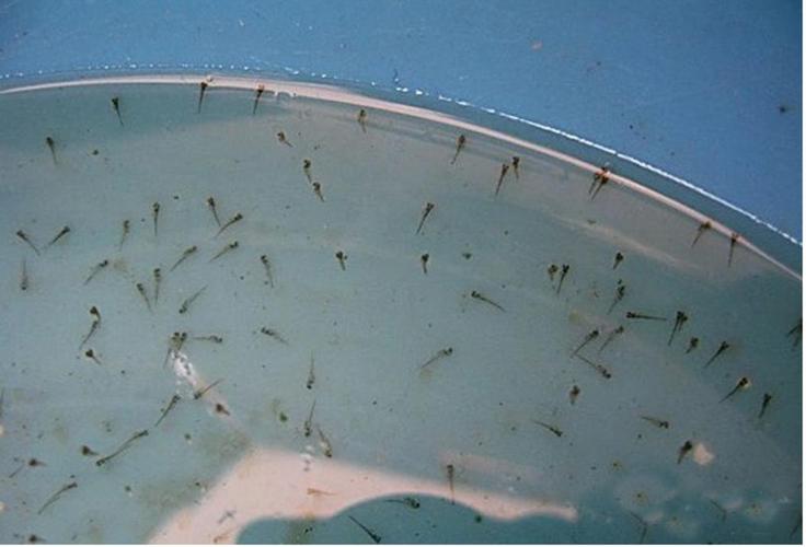 金鱼繁殖攻略——孵化金鱼苗儿的手法和注意事项