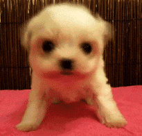 权律二摇头表情包