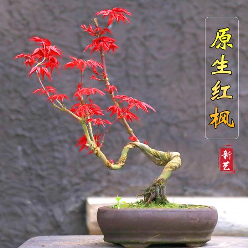 购客原生红枫盆景造型树桩日本红枫树苗红枫盆栽四季小红枫红舞姬盆景