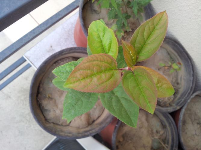 这是什么植物的幼苗,海棠还是苹果?或者是别的,谢谢.