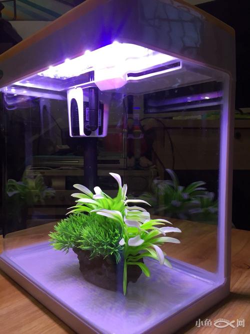 闲置鱼缸有水泵送鱼缸造景80出