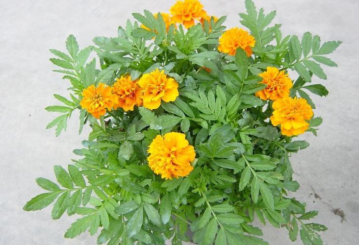 孔雀草(厂家自销,自产自销草花,盆栽花卉)