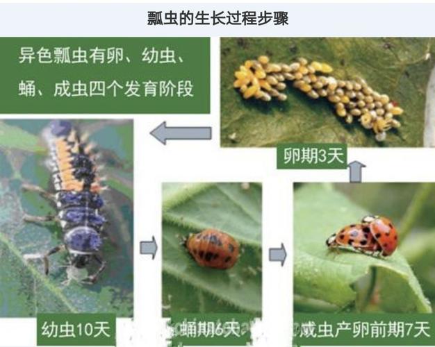 七星瓢虫的蜕变过程