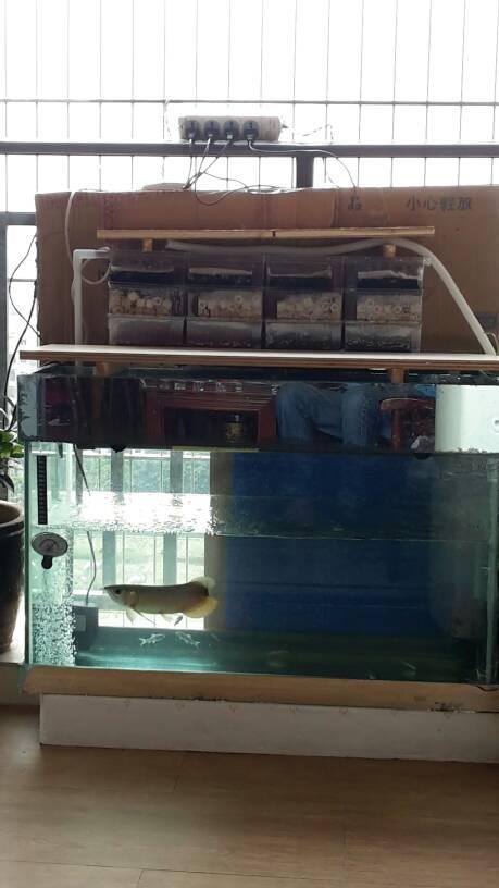 大家来看看我这样放鱼缸行不行?