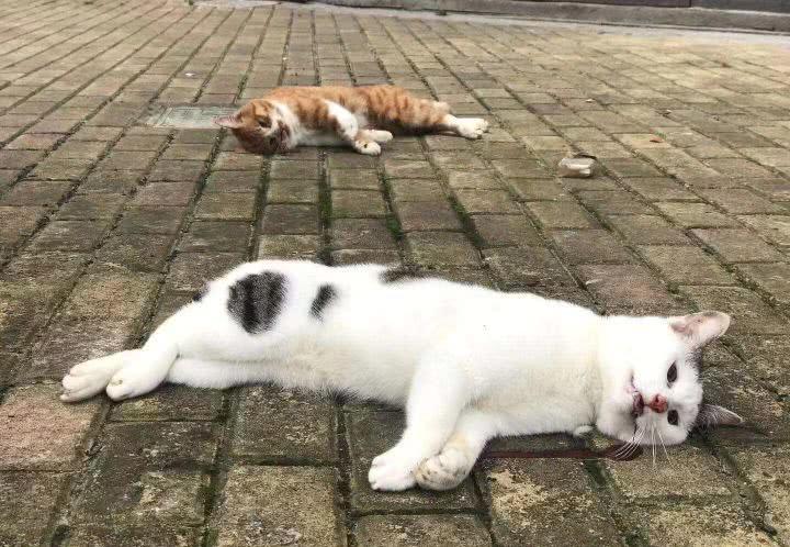 这几只猫, 被自己的主人从十几层的高楼上扔下来活活摔死了.
