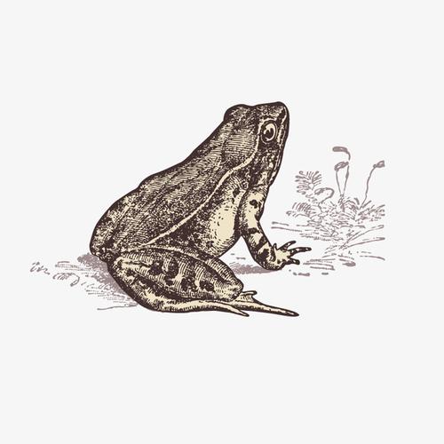 素描蛤蟆