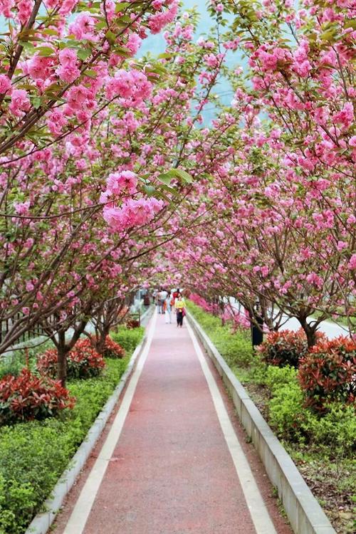 "十里樱花大道"位于泗渡镇观坝村,松杉村,泗渡居,布政村.