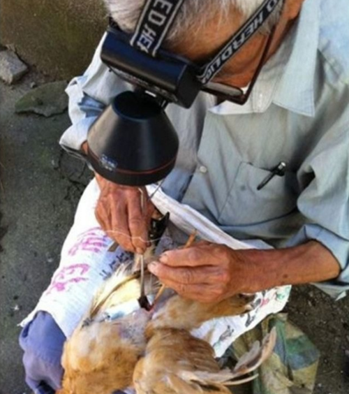 农村快要失传的阉鸡手艺鸡阉后长得又大又肥