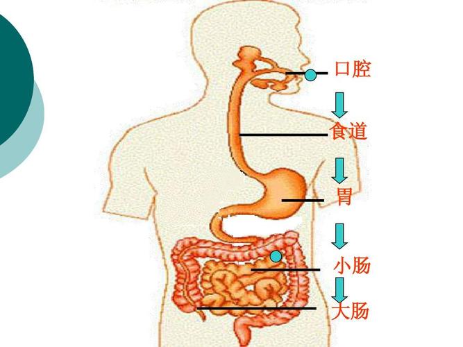 《食物在体内的旅行》研修班上课课件ppt