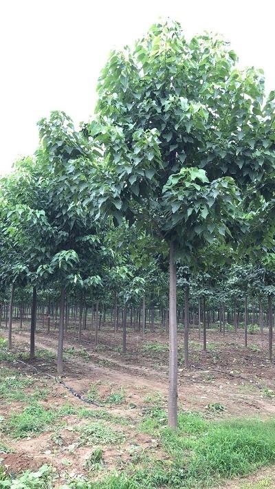 金川:周口楸树苗基地,10公分梓树