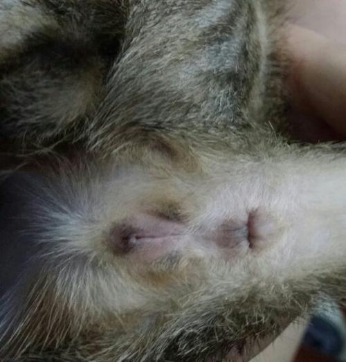 求帮忙分辨猫的公母,带图