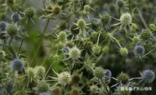 农村一种刺头植物它的根茎入药能治蛇伤嫩叶可以采来做炒菜