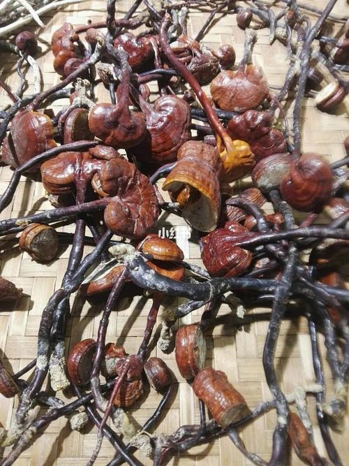 海南野生灵芝王_灵芝_海南_紫红色_失眠_护肝_糖尿病