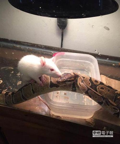 跨物种的爱?蟒蛇不吃小白鼠 反成好闺蜜