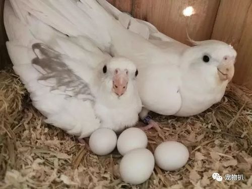 玄凤鹦鹉究竟有多少种?看到国内鹦鹉大全,我惊呆了!不