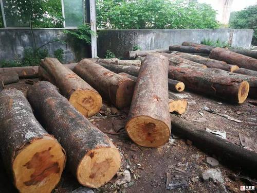 【委托求购】采购润楠大叶楠冒楠原木