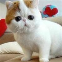 qq头像动物可爱萌猫3人