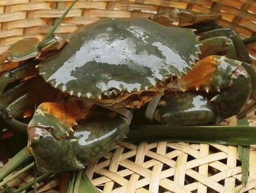 2500只青蟹"远嫁"乌拉特前旗|水产|养殖户_网易订阅