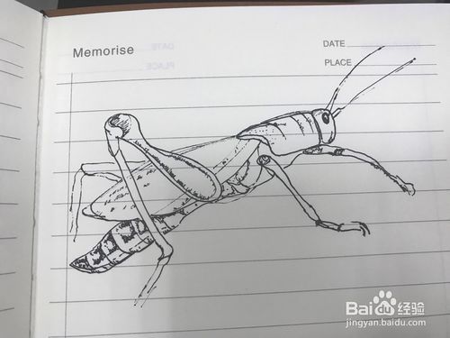 2 然后对它进行细化,把蝗虫的腿,身体,头都画出细节来.