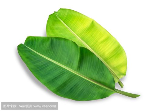 小明星创意:《芭蕉叶》2020.12.