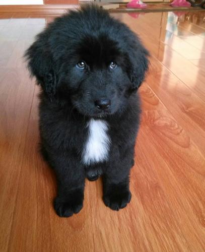 这只纽芬兰狗纯么