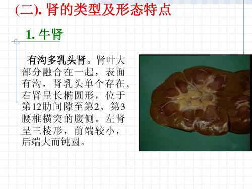 牛肾 有沟多乳头肾.