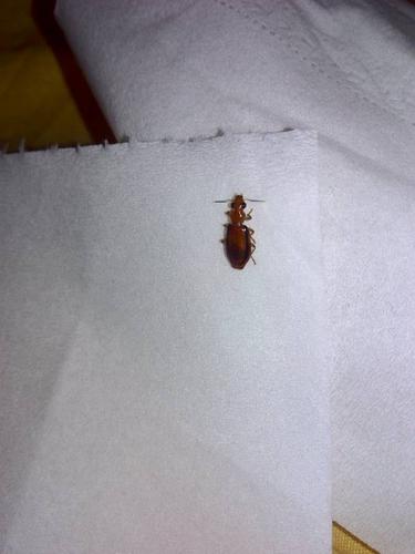 看图识虫……请问这个是什么虫子?