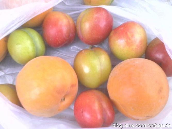 生活随拍李子杏子横子黄姜薄荷