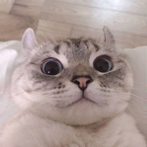 微信头像|超可爱的猫咪头像图片