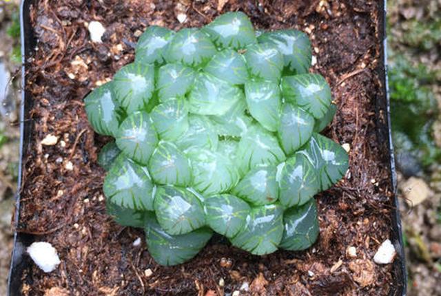 多肉冰灯玉露的繁殖方式有哪些?喜欢玉露的肉友快来了解一下