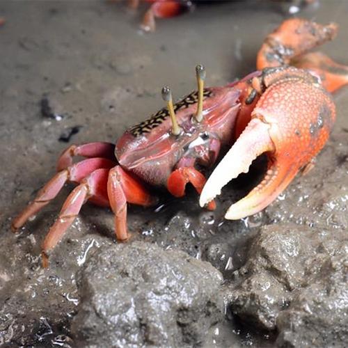相手蟹招潮蟹迷你辣椒将军南海溪蟹原生泥土蟹