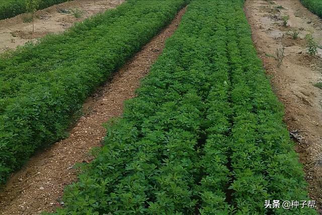 苜蓿亩产才4000公斤是啥原因?牧草产量低,原来是播种忽略了这些