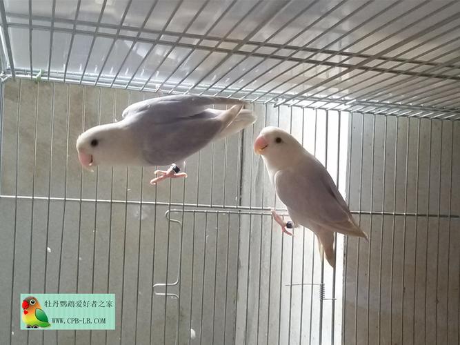 伊莎贝尔 种对-牡丹鹦鹉爱好者之家