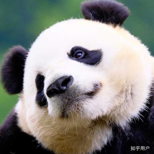 好看的熊猫头像来码楼啊!