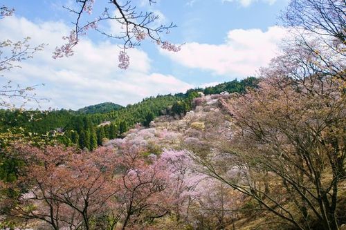 "吉野山以樱花而闻名,有日本第一之誉,春天来时,粉红色的樱花开满山