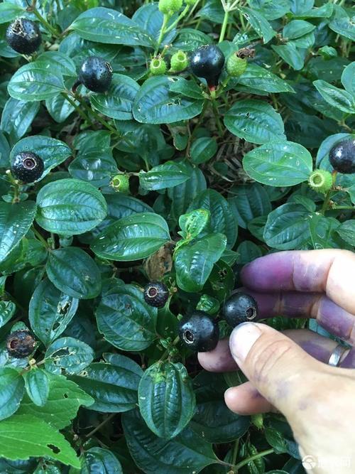 山捻子 新鲜采摘,精挑细选,泡酒药用的地稔子