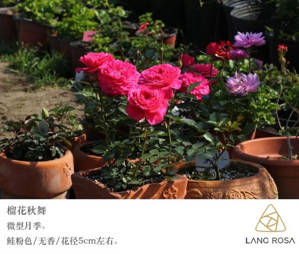 榴花秋舞  榴花