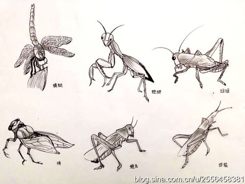 一组昆虫线描素描