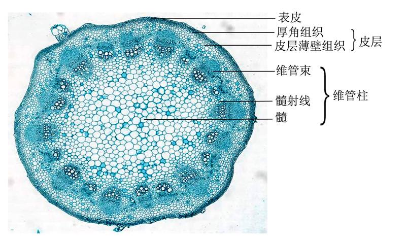 向日葵茎横切-示双子叶植物茎初生结构 拷贝.jpg