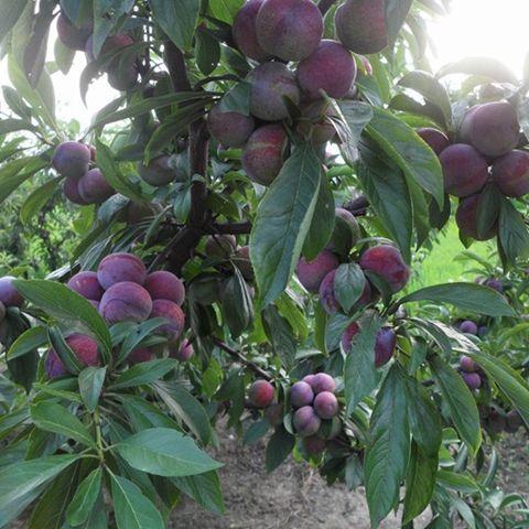 李子树苗盆栽地栽四季南方北方种植果树